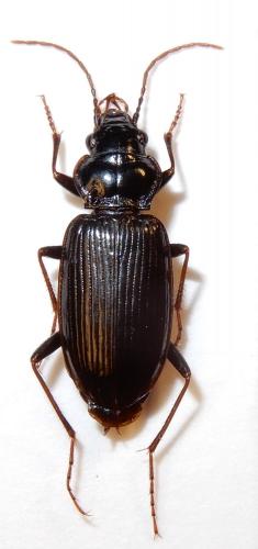 Réf. 244 703 : Nebria salina